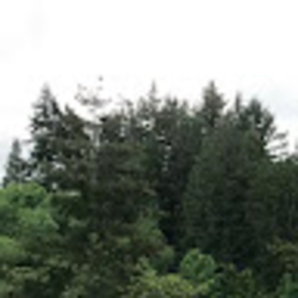 Meet your Posher, Anne